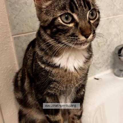 Photo 1/1 Minouche Chat perdu à Toulouse