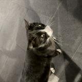 Photo de chat trouvé à Pierrelatte