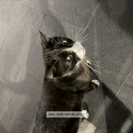 Photo 1/1 Chat trouvé Trouvé à Pierrelatte