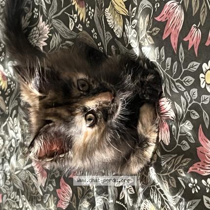 Photo 1/1 Mauricette Chat perdu à Narbonne