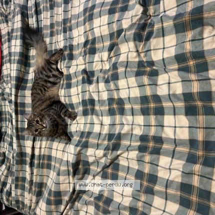 Photo de chat perdu à Varennes Vauzelles