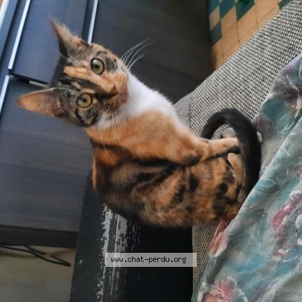 Photo 1/1 Nalla Chat perdu à Montargis