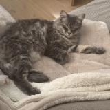 Photo de chat perdu à Maubranche