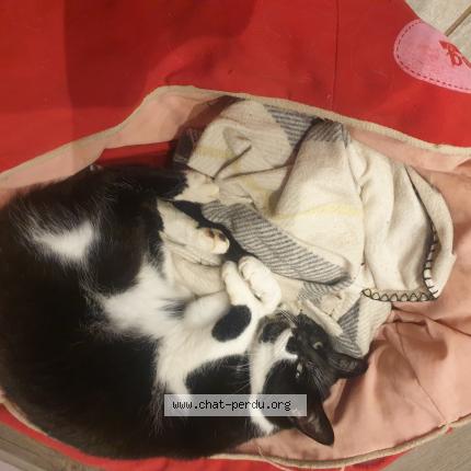 Photo 1/1 Chat retrouvé Perdu à Capdenac gare