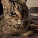 Photo de chat perdu à Noisseville