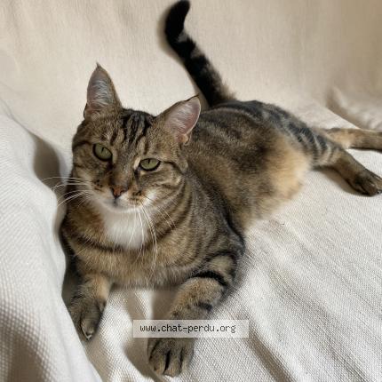 Photo 1/1 Samara Chat perdu à Meursault