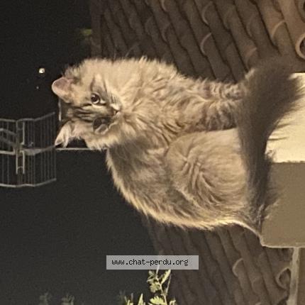 Photo 3/5 Olly Josée Chat perdu à Saint marcel les valence