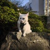 Photo de chat perdu à Bruxelles