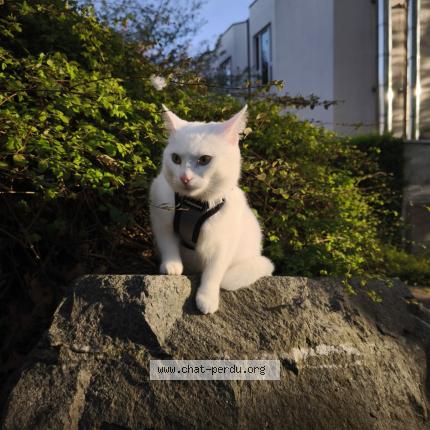 Photo 1/1 Simba Chat perdu à Bruxelles