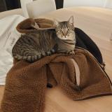 Photo de chat perdu à Rixensart