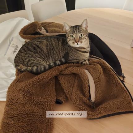 Photo 1/1 Falkor Chat perdu à Rixensart