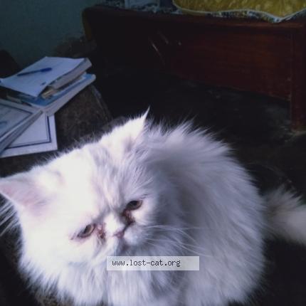 Photo 1/1 thebo Chat perdu à Taxila