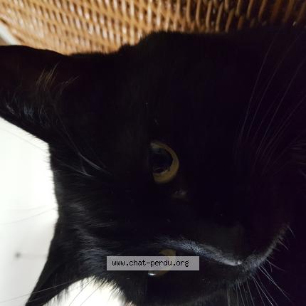 Photo 1/1 MIMOUNE Chat perdu à Nantes