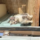 Photo de chat perdu à Enney