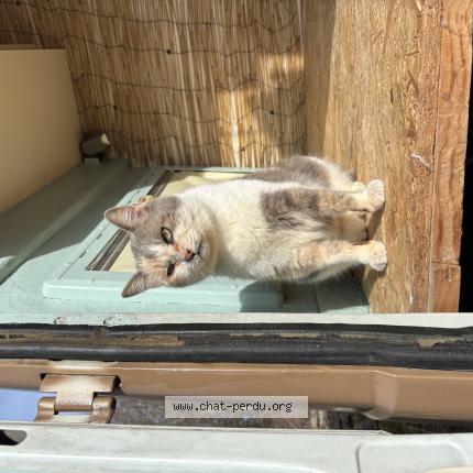 Photo 1/1 Baba Chat perdu à Enney