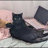 Photo de chat perdu à Bouc Bel Air