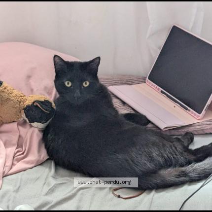 Photo 1/1 Moka Chat perdu à Bouc bel air