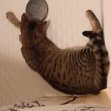 Photo de chat perdu à Saumur