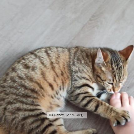 Photo de chat perdu à Saumur