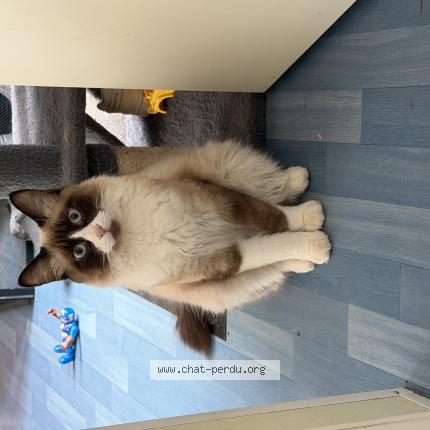 Photo 1/1 Zazou Chat perdu à Peumerit