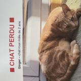 Photo de chat perdu à Aix En Provence