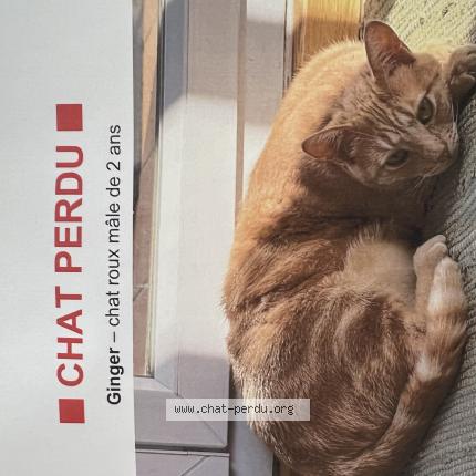 Photo 1/1 Ginger Chat perdu à Aix en provence