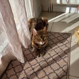 Photo de chat perdu à Bettens