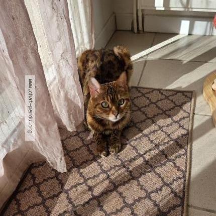 Photo 1/2 Raffa Chat perdu à Bettens