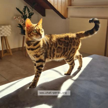 Photo 2/2 Raffa Chat perdu à Bettens