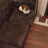 Photo de chat perdu à Saint Denis