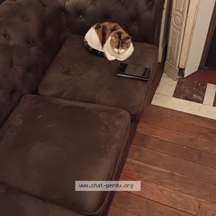 Photo 1/1 Nana Chat perdu à Saint denis