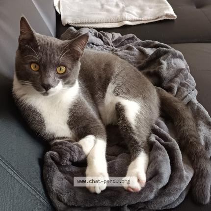 Photo de chat perdu à Velaux