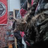 Photo de chat perdu à Noyer Bocage