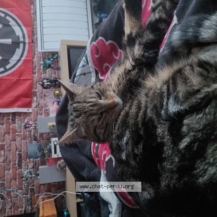 Photo 1/1 Kitty Chat perdu à Noyer bocage