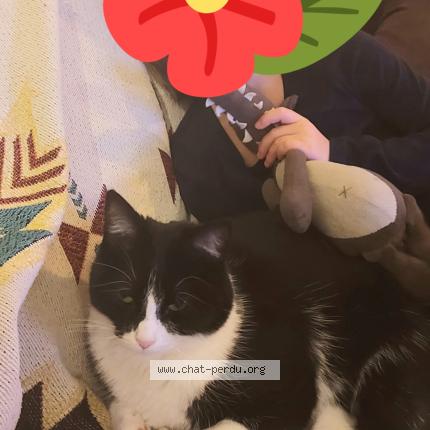 Photo 1/1 WAPI Chat perdu à Monclar de quercy