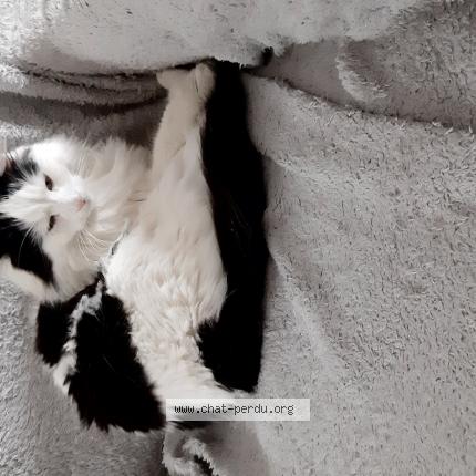 Photo 1/1 BANDIT Chat perdu à Olivet