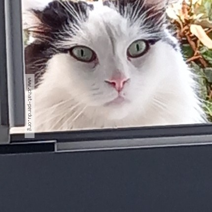Photo 2/2 BANDIT Chat perdu à Olivet