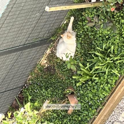 Photo 1/1 Chat trouvé Trouvé à Chateauroux