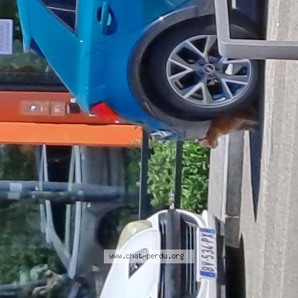 Photo 1/1 Chat trouvé Trouvé à Lyon