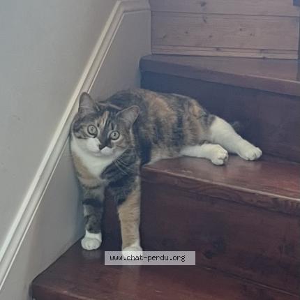 Photo 1/1 Grimm Chat perdu à Lorient