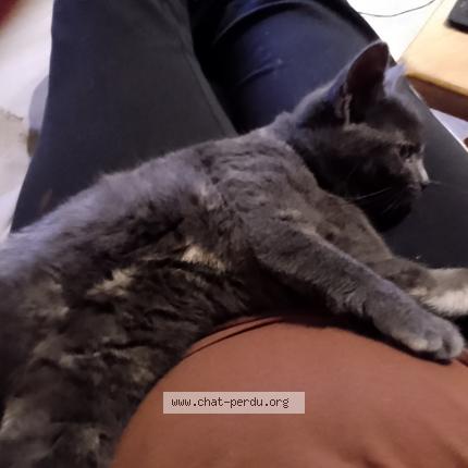 Photo 1/1 winnie dit bouboule Chat perdu à Iron