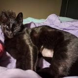 Photo de chat perdu à Rochefort