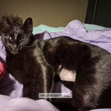 Photo 1/1 Museau Chat perdu à Rochefort