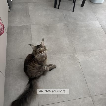 Photo 1/1 Raja Chat perdu à Saint jean de la ruelle