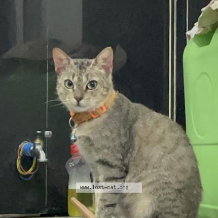 Photo 1/1 Gini Chat perdu à Dasmarinas