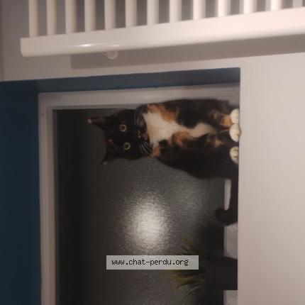 Photo 1/1 Dofus Chat perdu à Bouge