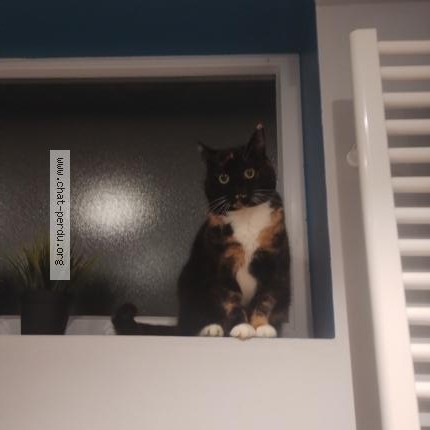 Photo 1/1 Dofus Chat perdu à Bouge