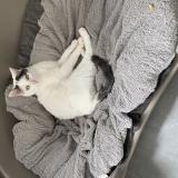 Photo de chat perdu à Caestre