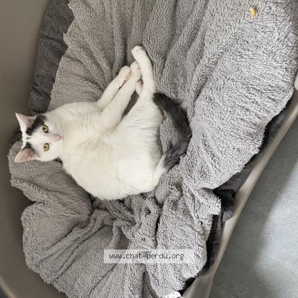 Photo 1/1 Nicky Chat perdu à Caestre