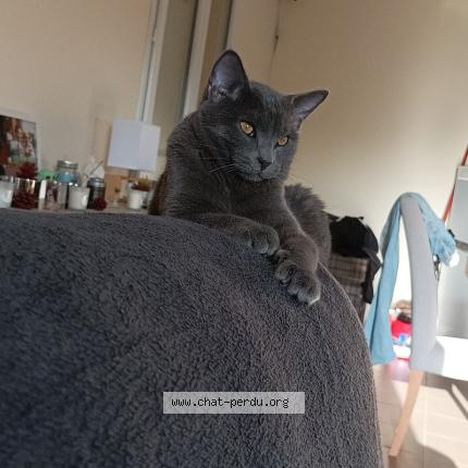 Photo 1/1 Tyson Chat perdu à Langoiran